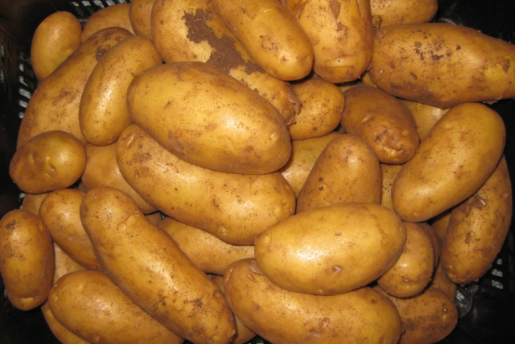 Spuds