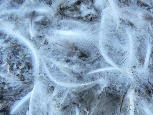 Gratuitous art photo - penguin moult feathers