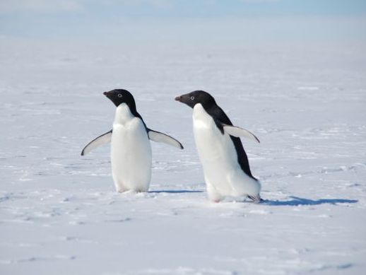 Adelie penuins - photo credit Wells Weymouth