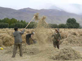 Gyantse threshing with rakes.JPG (343372 bytes)