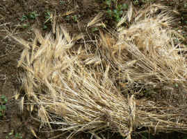 Harvest sheaves.JPG (283778 bytes)