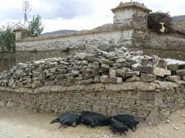 Mindroling pigs.JPG (283395 bytes)