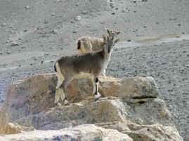 Rongphu blue sheep.JPG (224664 bytes)