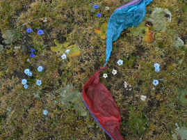 Tidrum flowers.JPG (263703 bytes)