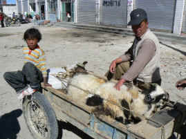 Tingri sheep.JPG (431961 bytes)