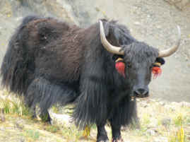 Yak.JPG (386593 bytes)